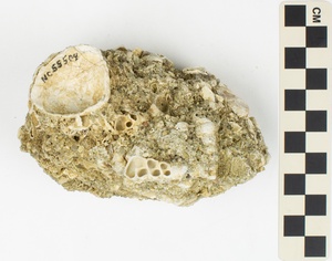 Turret Shell