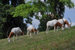 Scimitar-horned Oryx