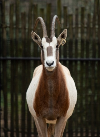 Scimitar-horned Oryx