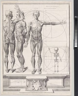 Plate for the ‘Atlas Anatomico’ (unpublished)