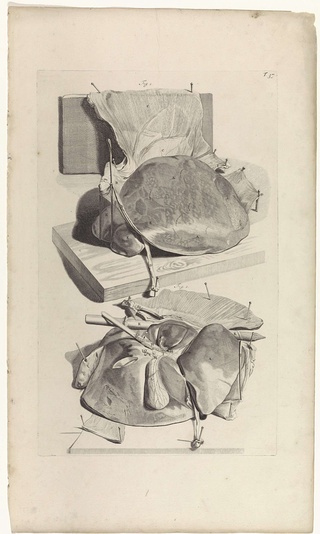 Anatomische studie van de lever