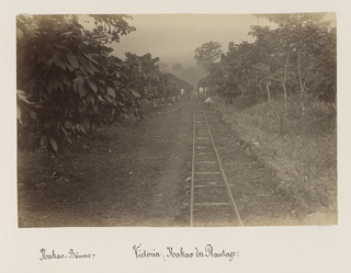 Plantage in Victoria (Kameroen) met spoorrails te midden van cacaobomen