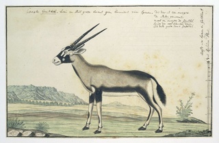 Oryx gazella (Gemsbok)