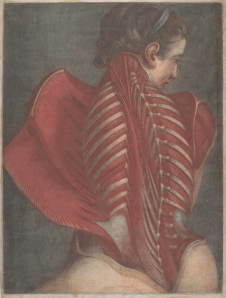 L'Ange anatomique (The Anatomical Angel) or Dissection of a Woman's Back