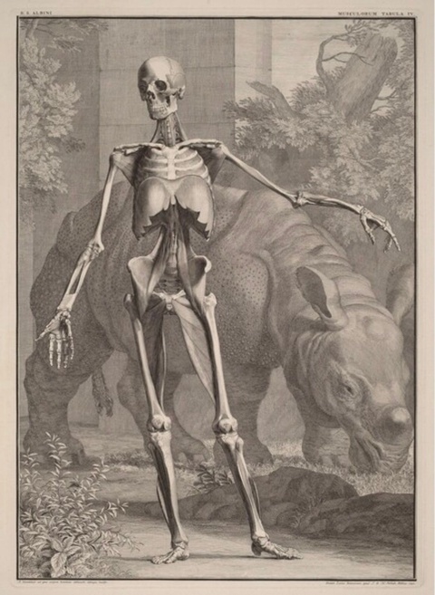 An engraving shows a skeleton with most of its muscles missing, posing in the foreground in a classical posture, with a rhinoceros in the background.