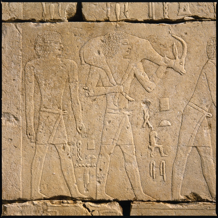 A fragment from an Egyptian tomb depicts the tomb owner's attendants bringing six steppe animals bef