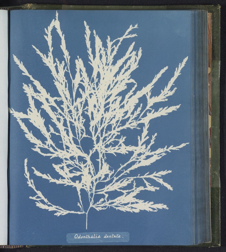 A 19th century cyanotype photogram of a branching algae called Odonthalia dentata.